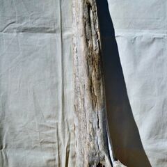 SEASIDEinterior★インテリアディスプレイに流木 Cool driftwood for decorating 170の画像