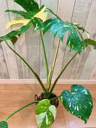 【希少】モンステラタイコンステレーション　大