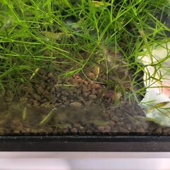 イエローチェリーシュリンプの画像