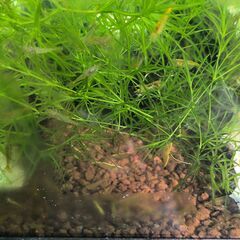 イエローチェリーシュリンプの画像