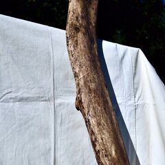 SEASIDEinterior★インテリアディスプレイに流木 Cool driftwood for decorating 171の画像