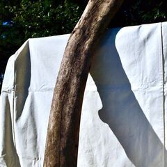 SEASIDEinterior★インテリアディスプレイに流木 Cool driftwood for decorating 171の画像