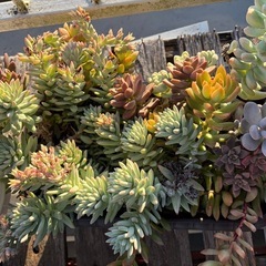 個別でも対応します。します。多肉植物色々の画像