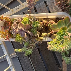 個別でも対応します。します。多肉植物色々の画像