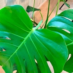 モンステラ　大の画像