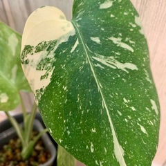 【希少】モンステラ　タイコンステレーション　小の画像