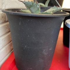 アガベ　屈原の舞扇　子株の画像