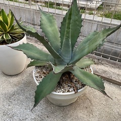 アガベ　屈原の舞扇　子株の画像