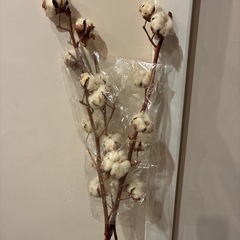 綿の木 3本の画像