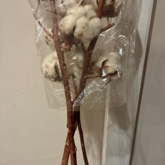 綿の木 3本の画像