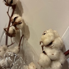 綿の木 3本の画像