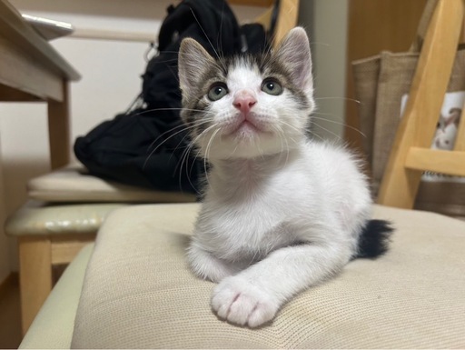 トライアル中、応募停止 (ぽん0118) 名古屋の猫の里親募集｜ジモティー