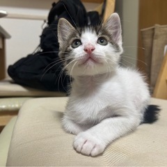 犬みたいな猫のはちくん🩵