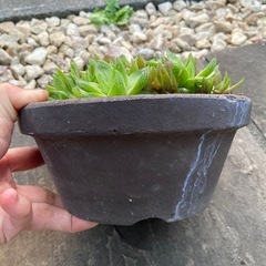 もりもりなハオルチアの画像