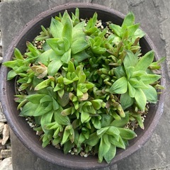 もりもりなハオルチアの画像