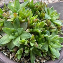 もりもりなハオルチアの画像