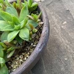 もりもりなハオルチアの画像