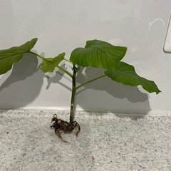 フィカス・ウンベラータの画像