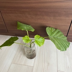 フィカス・ウンベラータの画像