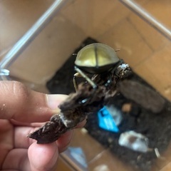ババオウゴンオニクワガタ♀単品の画像