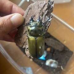 ババオウゴンオニクワガタ♀単品の画像