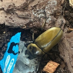 ババオウゴンオニクワガタ♀単品の画像