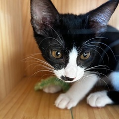 人が大好き甘えん坊の「いち君」2ヶ月オス