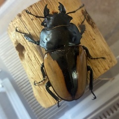 大型ブルマイスターツヤクワガタ♀単品の画像