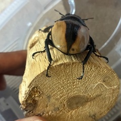 大型ブルマイスターツヤクワガタ♀単品の画像