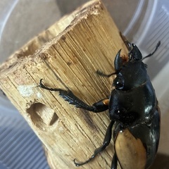 大型ブルマイスターツヤクワガタ♀単品の画像