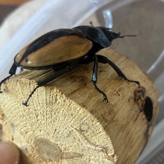 大型ブルマイスターツヤクワガタ♀単品の画像