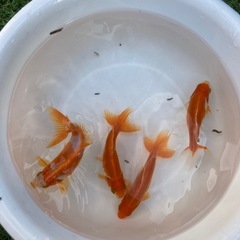 金魚 格安です！の画像