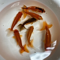 金魚 格安です！の画像