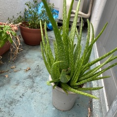 植物、はーぶハーブの画像