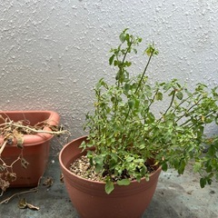 植物、はーぶハーブの画像