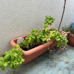 植物、はーぶハーブの画像