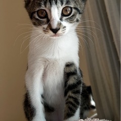 小さな体で元気いっぱい「しっぽちゃん」2ヶ月メス