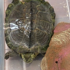 亀の里親募集