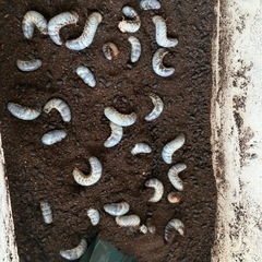 国産カブトムシ幼虫の画像