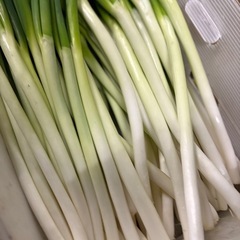 予約販売再開致しました💦訳あり長ネギ一束100円　の画像