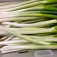 予約販売再開致しました💦訳あり長ネギ一束100円　の画像