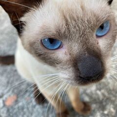 人が大好き野良のシャム😻推定：生後1年前後