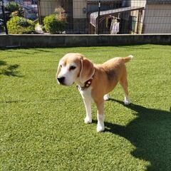ビーグル　9歳　オス