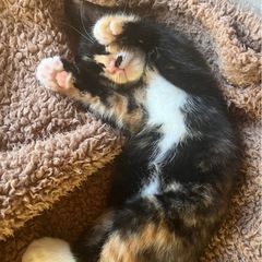 (トライアル決定)サビよりの三毛猫の女の子 2ヶ月