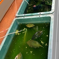 ⒉セット取引中＊メダカに🍃柿の葉🍂越冬準備.抗菌効果【安眠葉 35枚+α 】No ①の画像