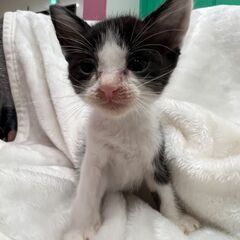 白黒ハチワレちゃん 1ヶ月位の女の子