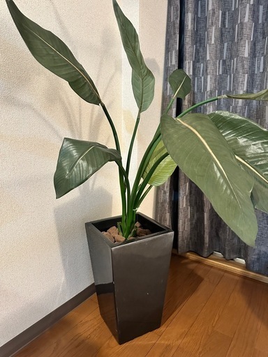 【まとめ買いでお得】観葉植物3点セット