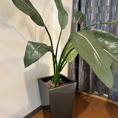 【まとめ買いでお得】観葉植物3点セットの画像