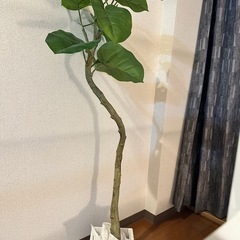 【まとめ買いでお得】観葉植物3点セットの画像