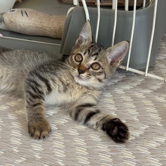 キジトラ♂2ヶ月弱【兄妹います】